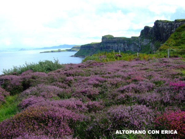 Altopiano con Erica