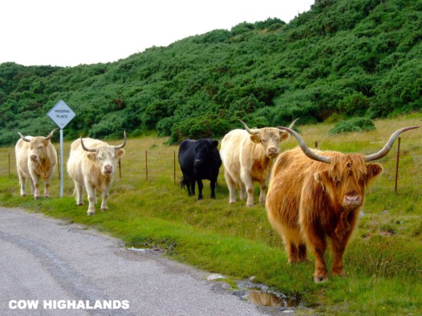Cow highalands