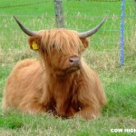 Cow highalands