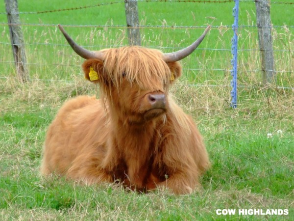 Cow highalands