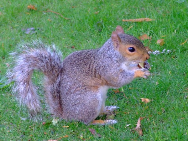 Un meraviglioso scoiattolo