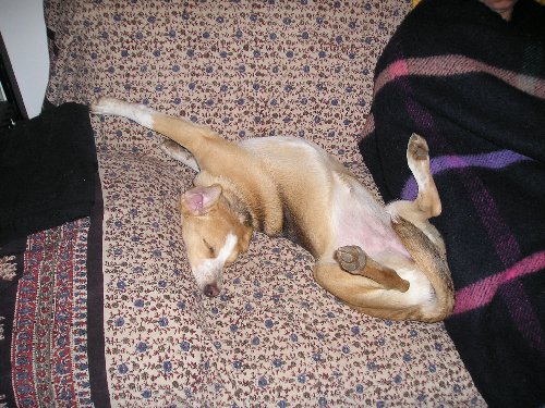 Buffala KING, ovvero la foto più … buffa | Rimini 2004