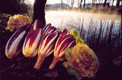 radicchio-castelfranco-precoce-e-tardivo-di-treviso