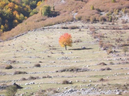 Un albero della zona