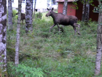 Viaggio in camper nel Grande Nord