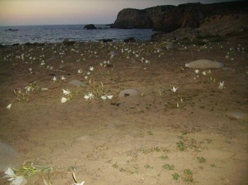La Punta di Capo Pecora al tramonto