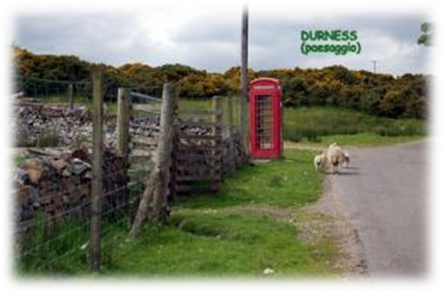 Durness pecore al pascolo lungo la strada Durness pecore al pascolo lungo la strada