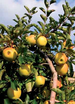 mele della Val di Non mele della Val di Non