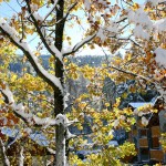 albero con neve al Camping Aprica