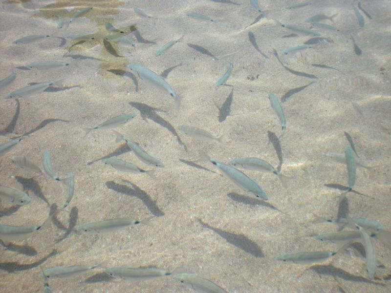 La Corsica da nord a sud insieme a Giacomo ed Erika a bordo del loro GS 1150