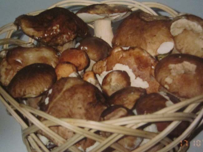 cesto di funghi porcini