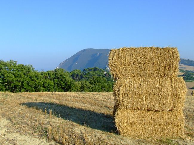 Balle di fieno con panorama sul Monte Conero Balle di fieno con panorama sul Monte Conero
