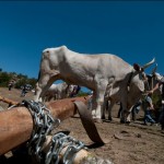 Buoi al Piano