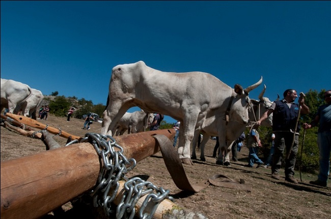 Buoi al Piano