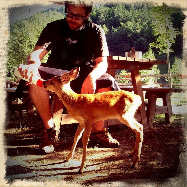 Cerbiatto che prende il latte