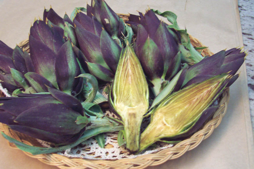 Tamo - Carciofo Moretto di Brisighella