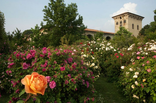 Labirinto di rose nel Palazzo Quistini Labirinto di rose nel Palazzo Quistini