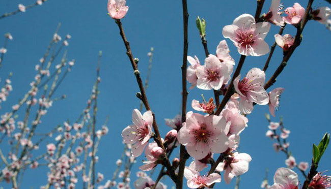 Giro della Sicilia in camper: Dall'Etna ai Mandorli in Fiore