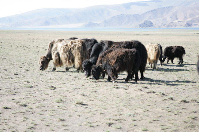 buoi muschiati nella steppa mongola