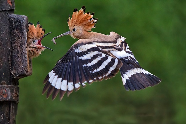 Parco del Delta Po - Giofre