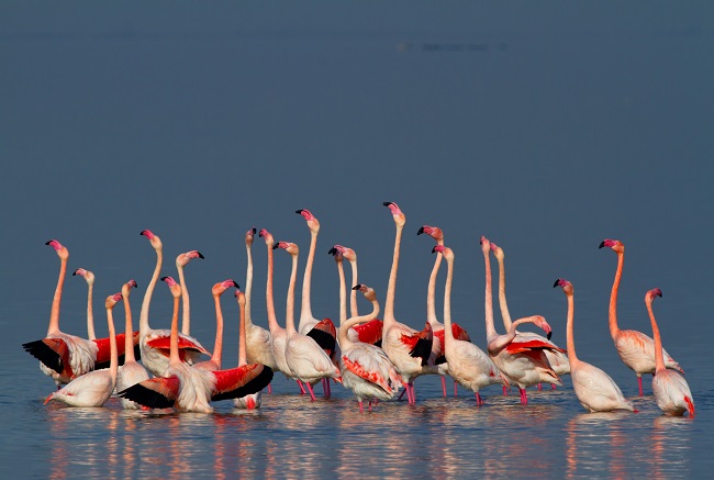 parco-delta-po-micpie