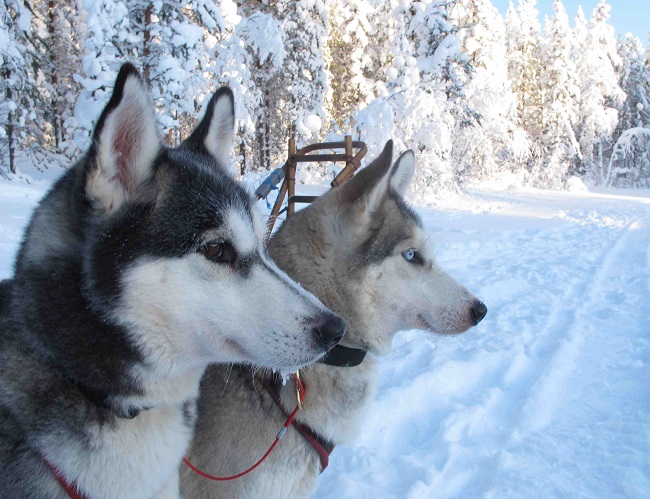 Aurora boreale, safari all’alce, rompighiaccio e delizie gastronomiche