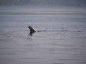 Gran Bretagna in generale, Scozia in particolare