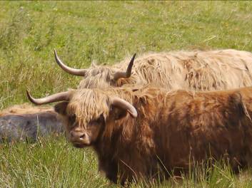 Gran Bretagna in generale, Scozia in particolare