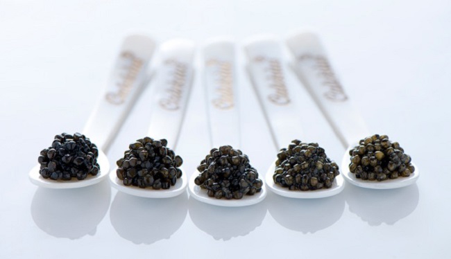Novità Da Vinci nella gamma Ars Italica Calvisius Caviar: Il caviale italiano dal Rinascimento ad oggi