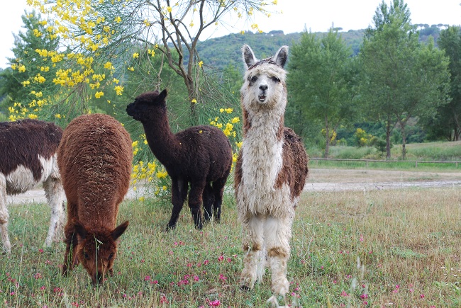 oasi alento - alpaca