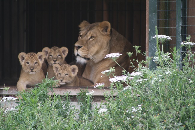 Nuove nascite al Safari Ravenna: cervi, daini, lemuri e i tre leoncini Lu, Dely e Zaion!