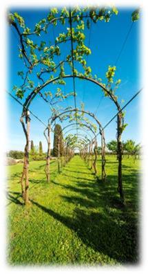 Il Consorzio Vini Venezia riapre le porte dell’antico Brolo di Cannaregio