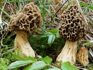 Morchella rotunda
