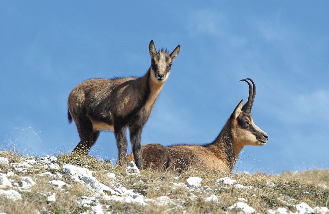 camoscio_ValentinoMastrella