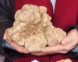 un-esemplare-di-tuber-magnatum-pico-pezzatura-da-1kg