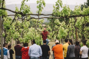 2 Scuola Italiana di Potatura della Vite