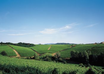 Vinitaly: 64 cantine storiche a Vinitaly 2018