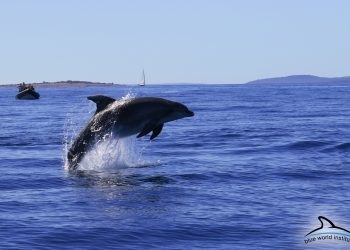Dolphin-Watching-Tour