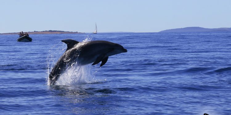 Dolphin-Watching-Tour