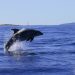 Dolphin-Watching-Tour