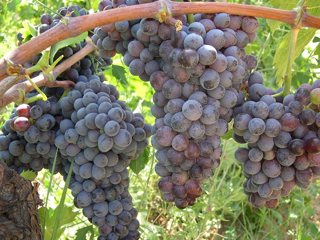 vino