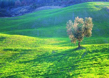 In Umbria sta arrivando Frantoi Aperti: vi portiamo alla scoperta di Gualdo Cattaneo e Trevi