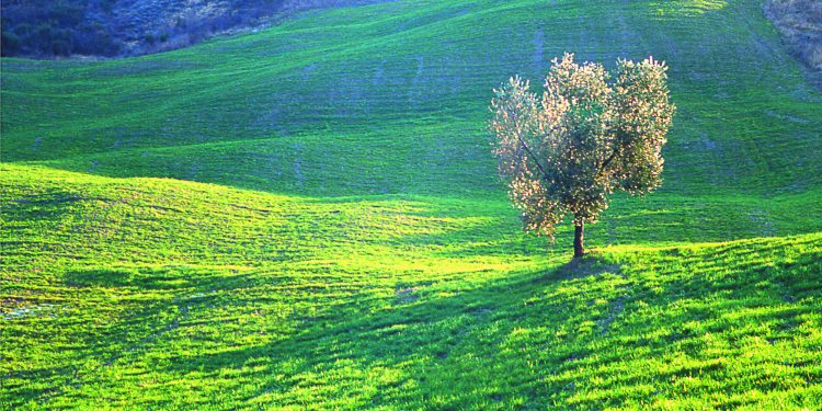 In Umbria sta arrivando Frantoi Aperti: vi portiamo alla scoperta di Gualdo Cattaneo e Trevi