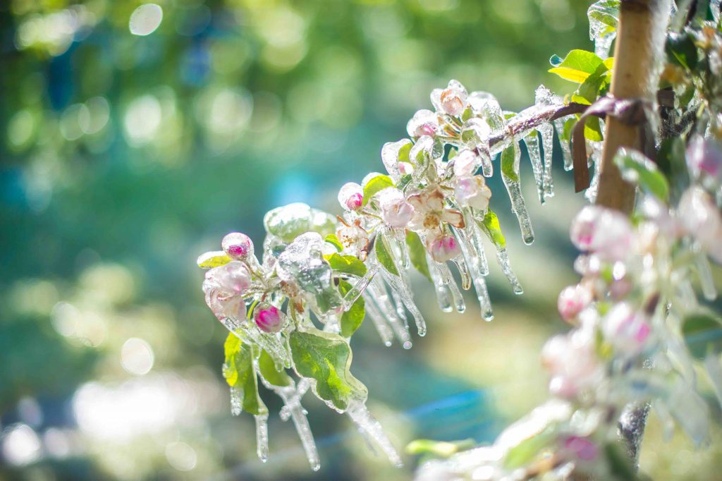 festa della fioritura