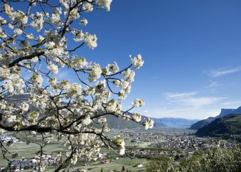 festa della fioritura