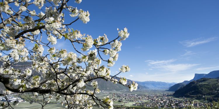 festa della fioritura