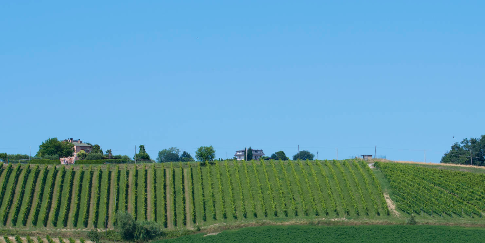 immagine cantine sgaly