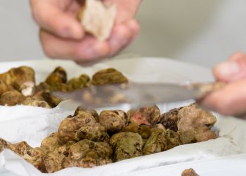 Fiera Nazionale del Tartufo Bianco di Borgofranco sul Po