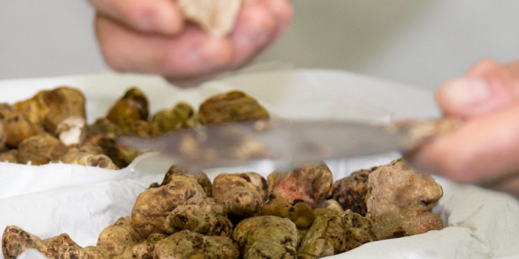 Fiera Nazionale del Tartufo Bianco di Borgofranco sul Po
