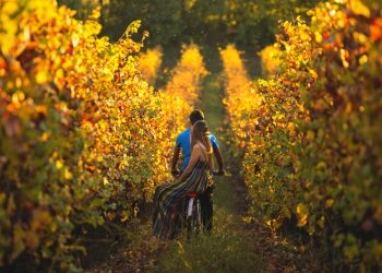 Franciacorta in Cantina